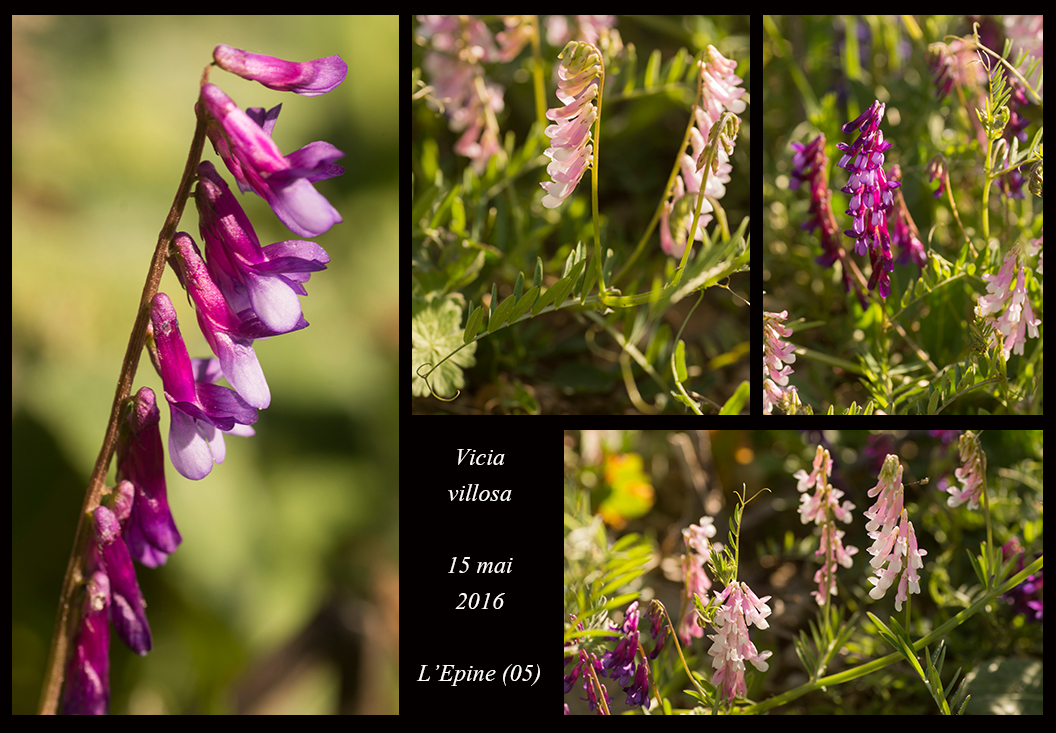 Vicia villosa